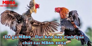 Đá gà MB66 - Đặt kèo hay rinh quà chất tại MB66 2024