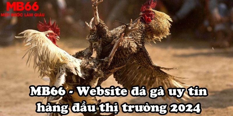 MB66 - Website đá gà uy tín hàng đầu thị trường 2024